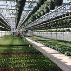 Sklenený skleník s viacerými rozpätiami